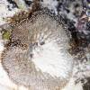  - Magnificent sea anemone
