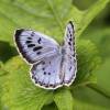  - Greater Large Blue