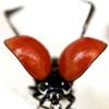  - Spotless Ladybird Beetle