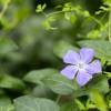  - Greater Periwinkle