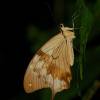  - Mocker Swallowtail or African swallowtail