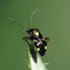  - common nettle bug