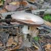  - Wood Mushroom