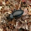  - Violet Ground Beetle