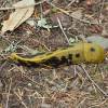  - Pacific banana slug