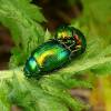  - Tansy Beetle