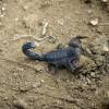  - Arabian fat-tailed scorpion