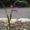  - Eastern Gladiolus