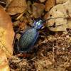  - Blue Ground Beetle