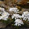  - Pruit's candytuft