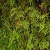  - Eurhynchium Moss