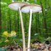  - Rooting Shank, Deep root mushroom