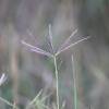  - Bermuda Grass