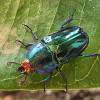  - Golden Stag beetle