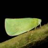  - Acanalonid planthoppers