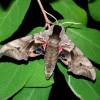  - Eyed Hawk-moth
