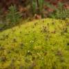  - Juniper Polytrichum Moss