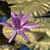  - Hairy water lily