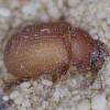  - enigmatic scarab beetles