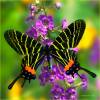  - Chinese Three-tailed Swallowtail