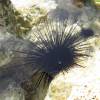  - Long-spined sea urchin