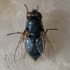  - Northern blowfly, blue-bottle fly or blue-assed fly