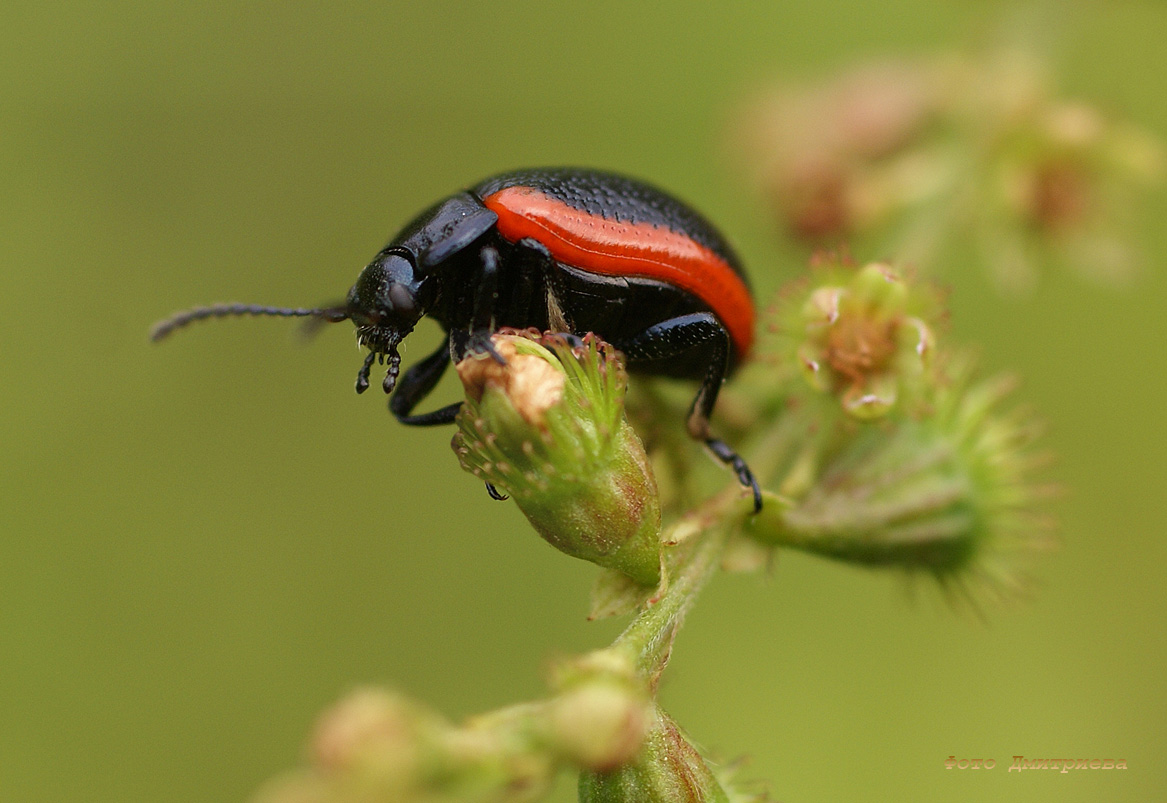 Красные жуки с черными полосками фото
