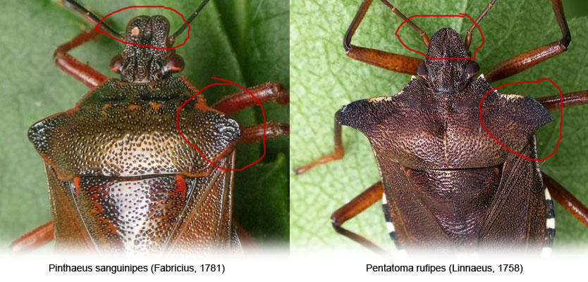 Pinthaeus sanguinipes & Pentatoma rufipes
