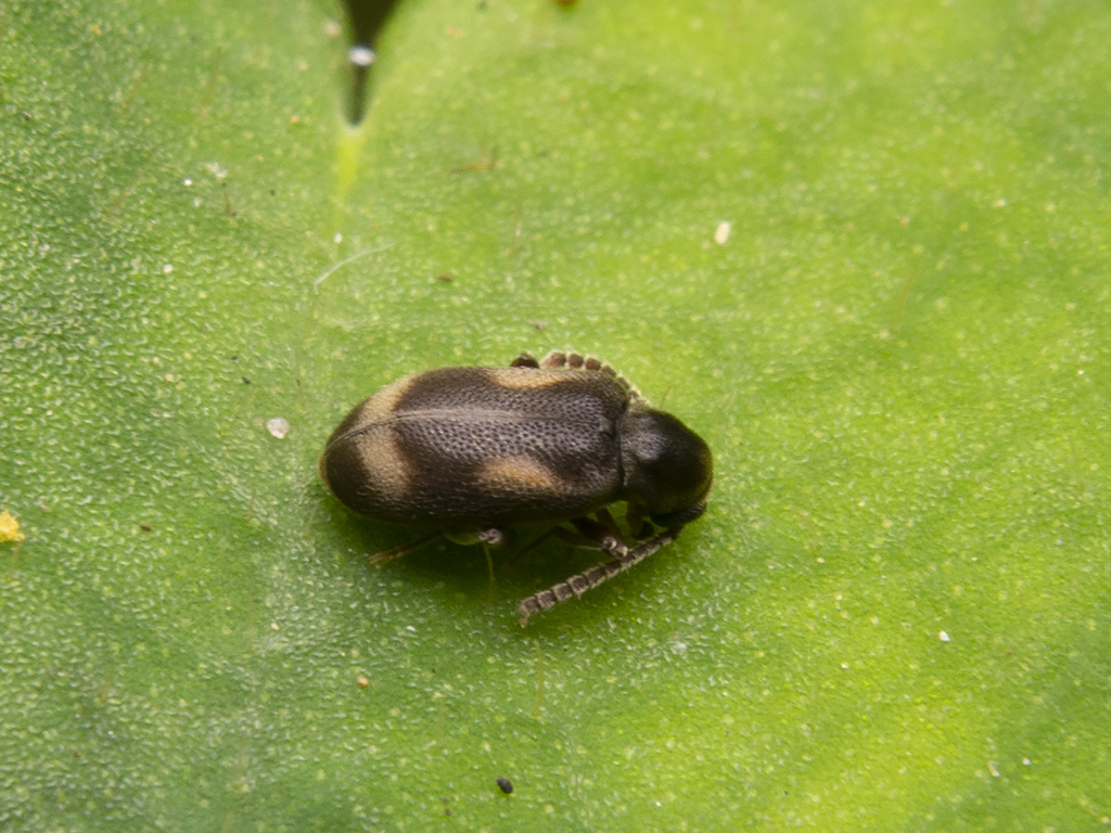 Phytobaenus amabilis