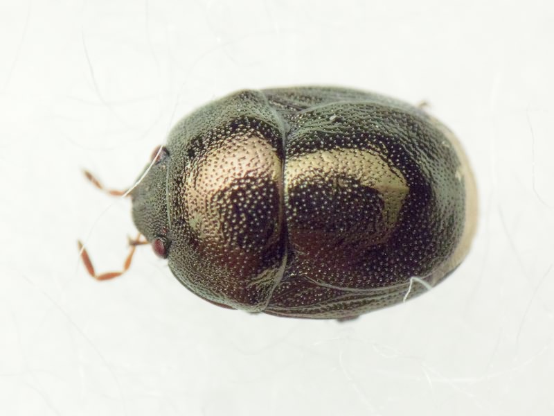 Thyreocoris scarabaeoides