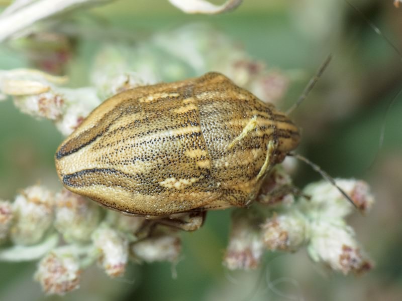 Odontotarsus purpureolineatus