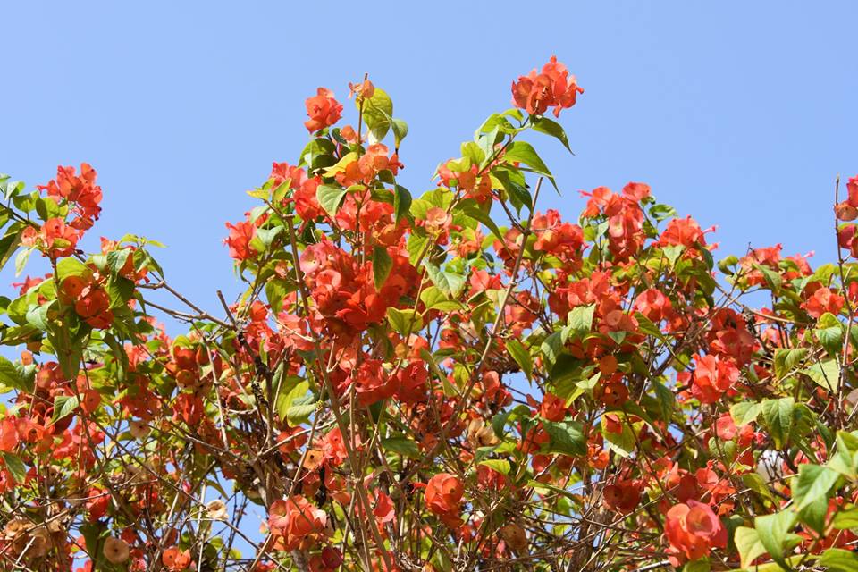 Holmskioldia sanguinea - Холмшельдия кроваво-красная