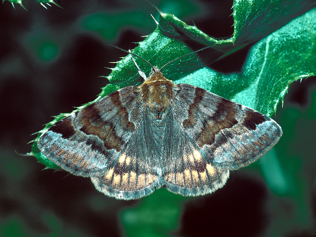 Бабочки Совки Виды Фото