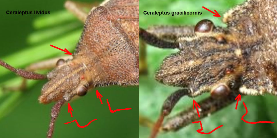 Ceraleptus lividus / gracilicornis