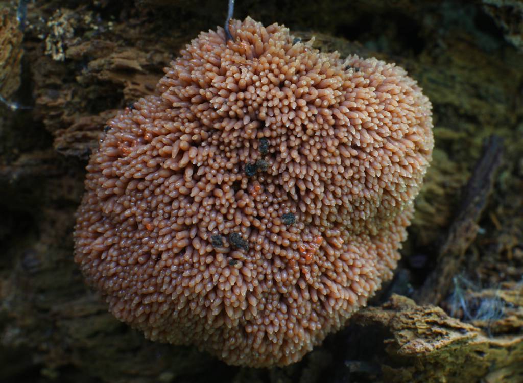 Tubifera ferruginosa - Тубифера ржавая