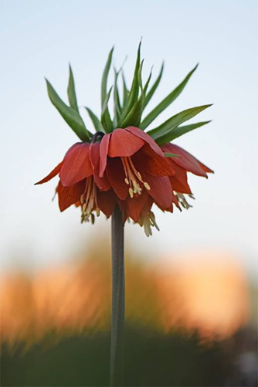 Fritillaria imperialis - Рябчик императорский