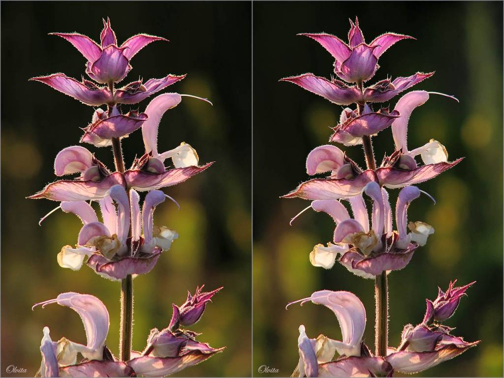 Salvia sclarea - Шалфей мускатный