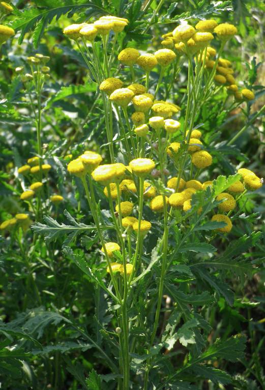 Tanacetum vulgare - Пижма обыкновенная