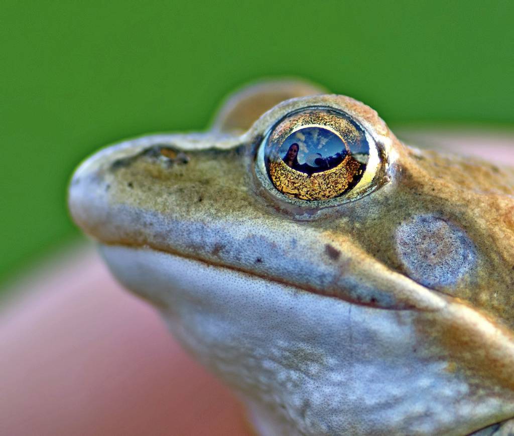 Портрет глазами лягушки