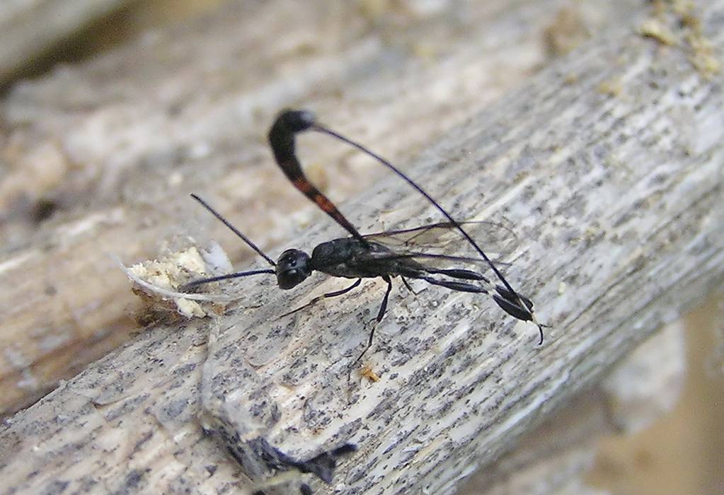 Gasteruptionidae. Gasteruption cf. laticeps
