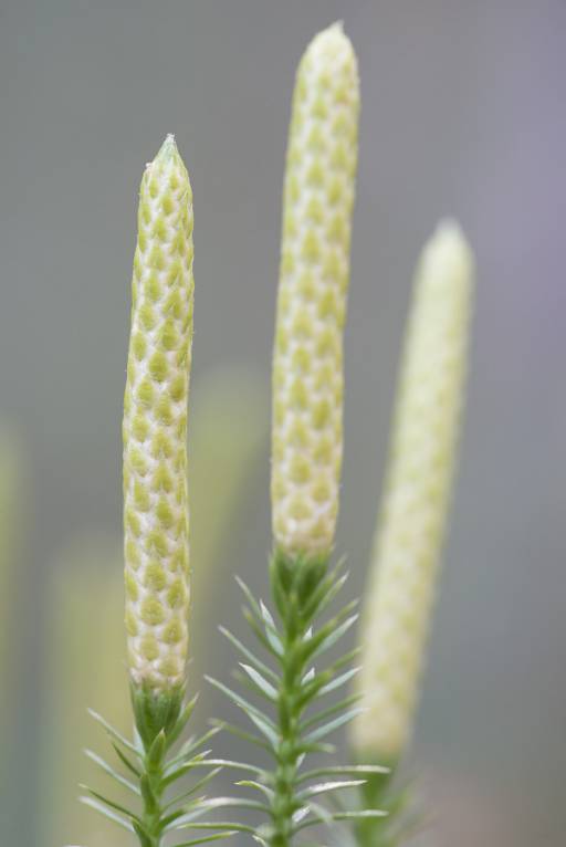 Lycopodium annotinum - Плаун годичный