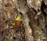 Acanthosomatidae - Щитники древесные