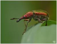 Rhynchitidae - Ринхитиды