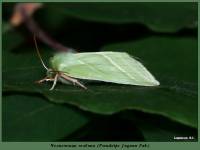 Pseudoips prasinana - Челночница буковая