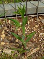 Vaccaria hispanica - Тысячеголов испанский