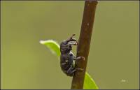 Hylobius abietis - Долгоносик большой сосновый