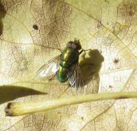 Lucilia sericata - Зеленая падальная муха