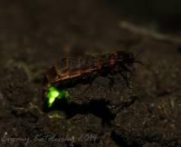 Lampyris noctiluca - Светляк обыкновенный