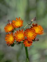 Pilosella aurantiaca - Ястребиночка оранжево-красная
