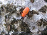Pyrrhocoridae - Красноклопы